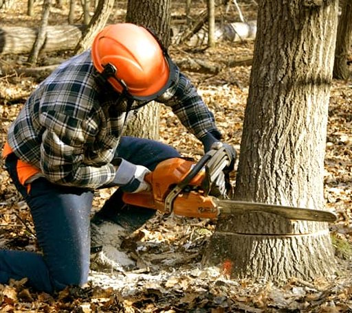 Tree Removal in Fowler, MI